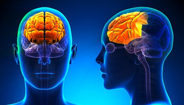 🧠 Atrofia no Córtex Pré‑Frontal em Pessoas com Esquizofrenia com Idade por Volta dos 50 Anos